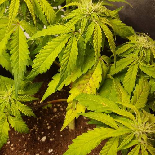 Cuvée 2021 - 1er essai. Week 7 - 17/04 Carences