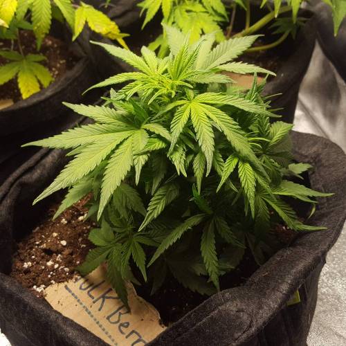 Cuvée 2021 - 1er essai. Week 7 - 17/04 Hulkberry