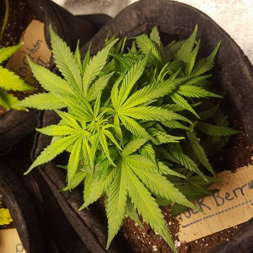 Cuvée 2021 - 1er essai. Week 7 - 17/04 Hulkberry