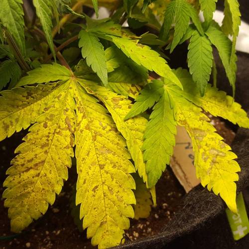 Cuvée 2021 - 1er essai. Week 7 - 17/04 Carences