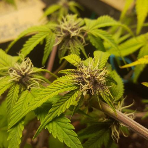 Cuvée 2021 - 1er essai. Week 8 - 25/04 Green Gelato