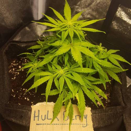 Cuvée 2021 - 1er essai. Week 8 - 25/04 Hulkberry