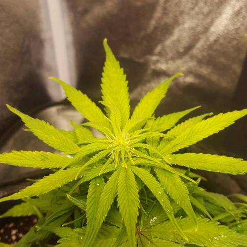 Cuvée 2021 - 1er essai. Week 8 - 25/04 Hulkberry