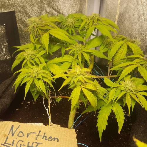 Cuvée 2021 - 1er essai. Week 8 - 25/04 Northern Light