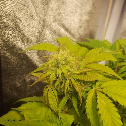 Cuvée 2021 - 1er essai. Week 8 - 25/04 Northern Light