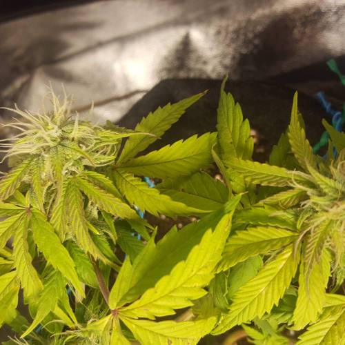 Cuvée 2021 - 1er essai. Week 8 - 25/04 Northern Light