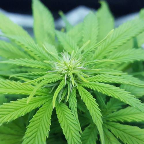 Cuvée 2021 - 1er essai. Week 8 - 26/04 Hulkberry