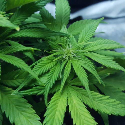 Cuvée 2021 - 1er essai. Week 8 - 26/04 Hulkberry