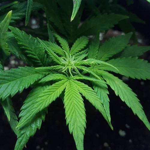 Cuvée 2021 - 1er essai. Week 8 - 26/04 Hulkberry