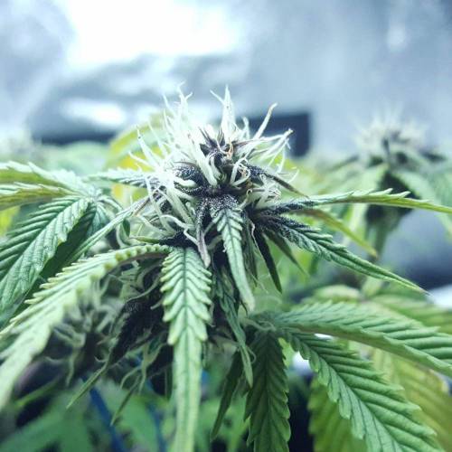 Cuvée 2021 - 1er essai. Week 8 - 26/04 Green Gelato