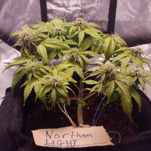 Cuvée 2021 - 1er essai. Week 8 - 26/04 Northern Light