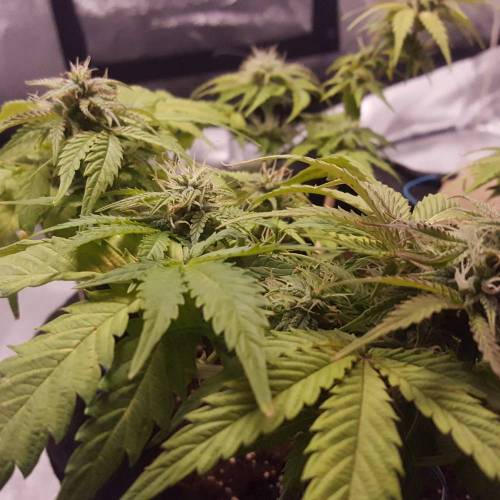 Cuvée 2021 - 1er essai. Week 8 - 26/04 Northern Light