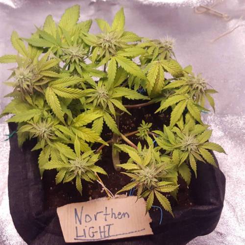 Cuvée 2021 - 1er essai. Week 8 - 26/04 Northern Light