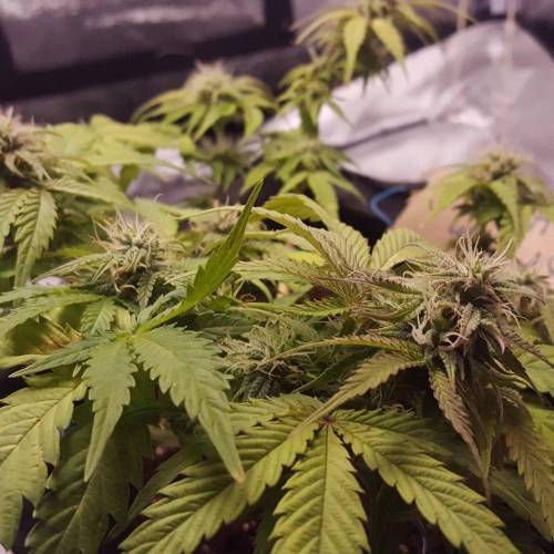 Cuvée 2021 - 1er essai. Week 8 - 26/04 Northern Light