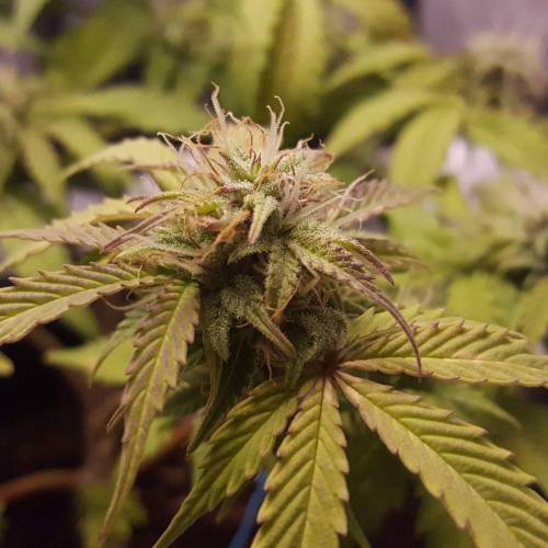 Cuvée 2021 - 1er essai. Week 8 - 26/04 Northern Light