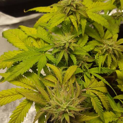 Cuvée 2021 - 1er essai. Week 8 - 29/04 Northern Light