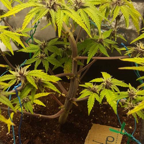 Cuvée 2021 - 1er essai. Week 8 - 29/04 Green Gelato