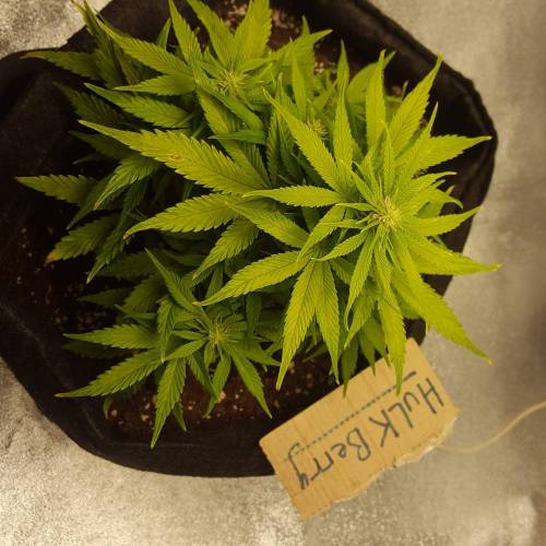 Cuvée 2021 - 1er essai. Week 8 - 29/04 HulkBerry