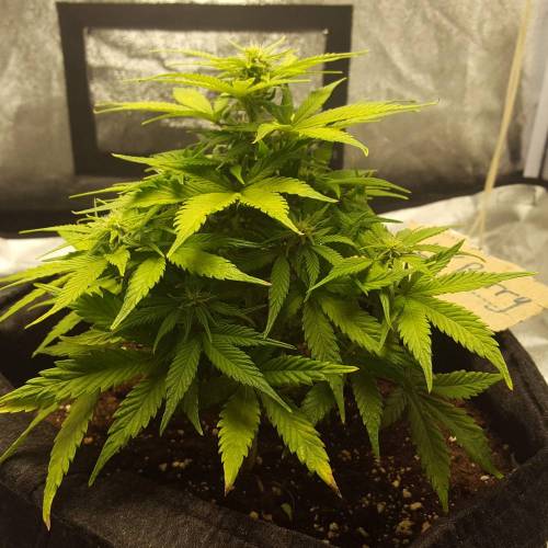 Cuvée 2021 - 1er essai. Week 8 - 29/04 HulkBerry