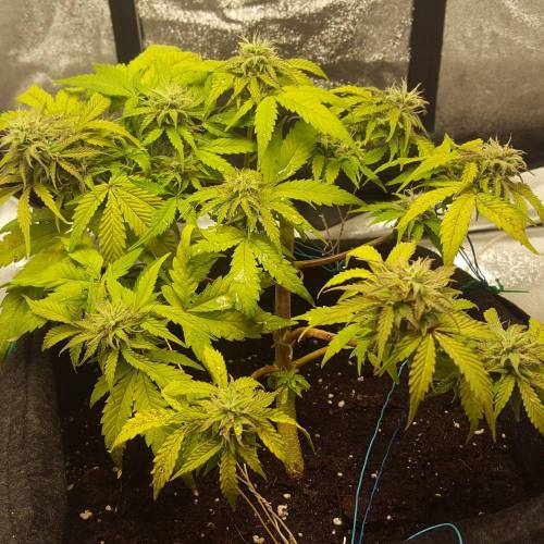 Cuvée 2021 - 1er essai. Week 8 - 29/04 Northern Light