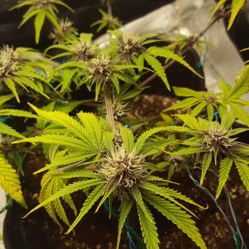 Cuvée 2021 - 1er essai. Week 8 - 29/04 Green Gelato