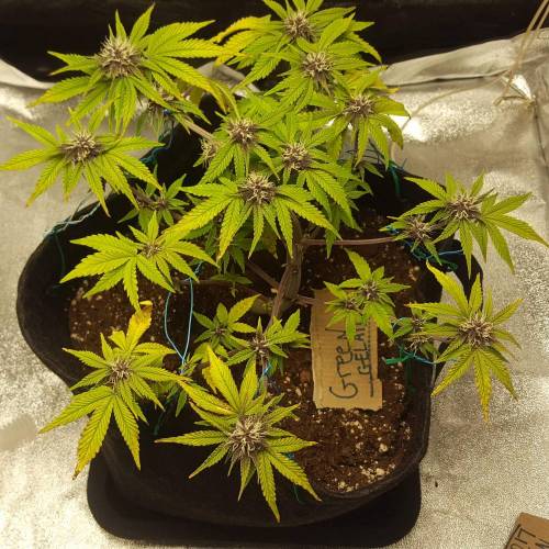 Cuvée 2021 - 1er essai. Week 8 - 29/04 Green Gelato