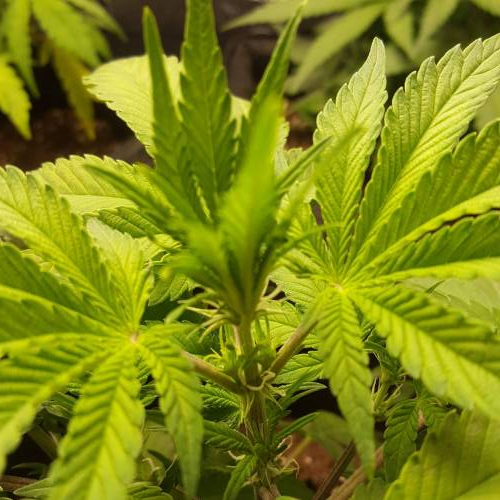 Cuvée 2021 - 1er essai. Week 6 - J 37 Green Gelato Bud