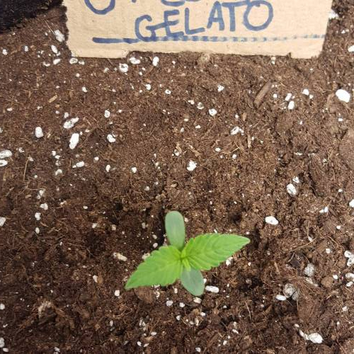 Cuvée 2021 - 1er essai. Week 2 - J 8