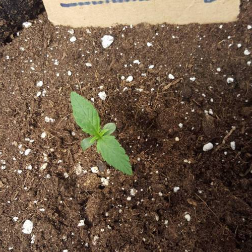 Cuvée 2021 - 1er essai. Week 2 - J 8