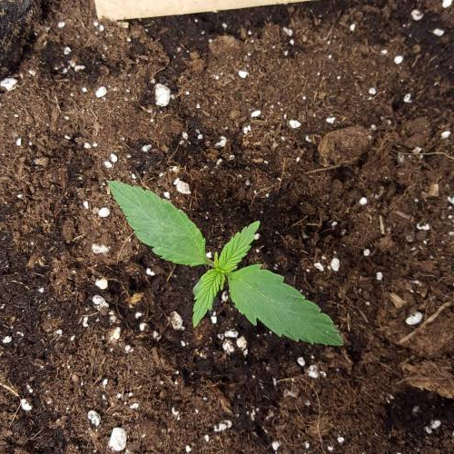 Cuvée 2021 - 1er essai. Week 2 - J 10