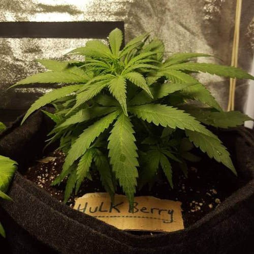 Cuvée 2021 - 1er essai. Week 6 - J 37 Hulkberry