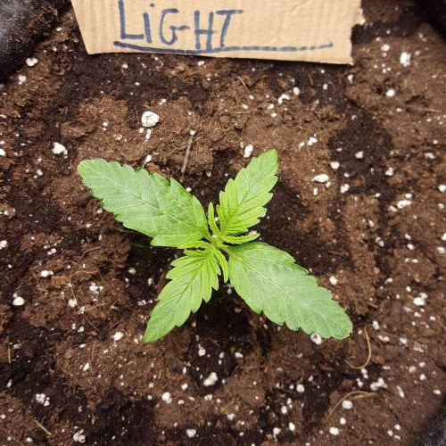 Cuvée 2021 - 1er essai. Week 2 - J 10