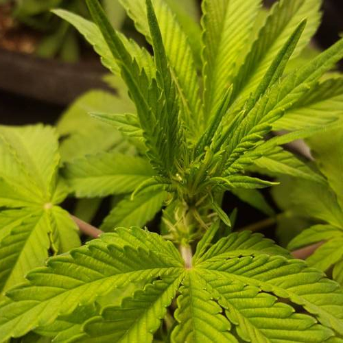 Cuvée 2021 - 1er essai. Week 6 - J 37 Green Gelato Bud