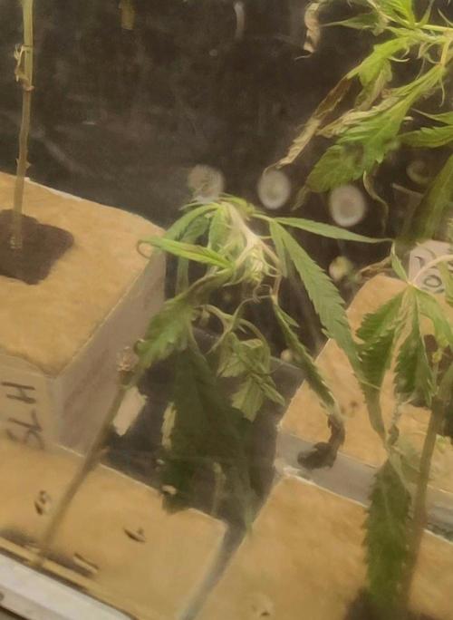 Super Lemon Haze. Week 0