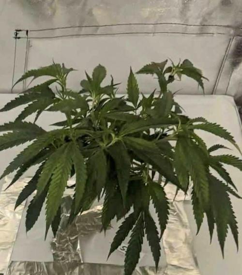 Super Lemon Haze. Week 3