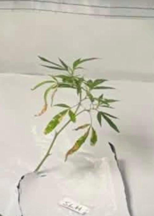 Super Lemon Haze. Week 1