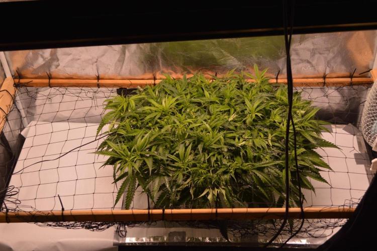 Super Lemon Haze. Week 5