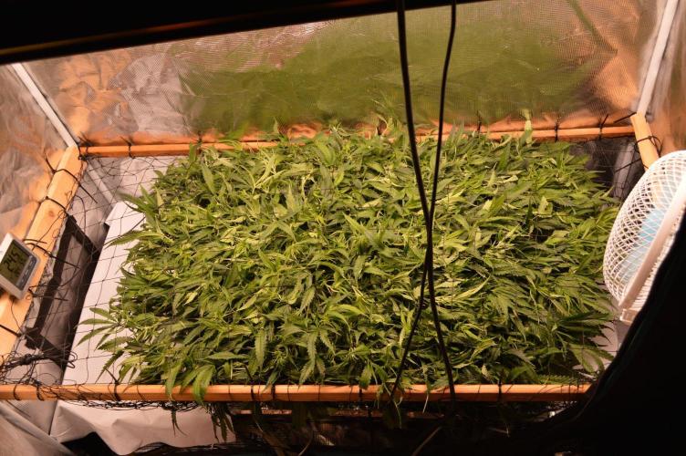 Super Lemon Haze. Week 7