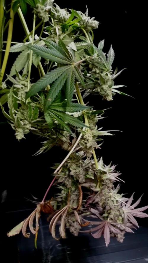 Truffle gas #1 Art Genetix (GDG21 #1)
