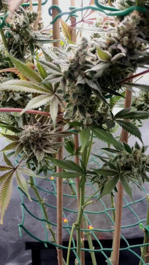 Lemon Cherry Gelato (GDG 22 #1)