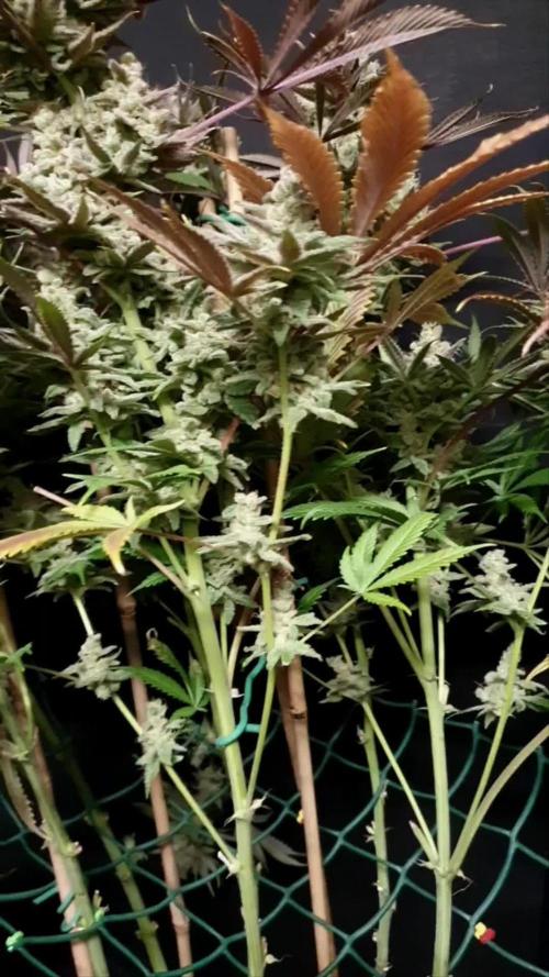 Lemon Cherry Gelato (GDG 22 #1)