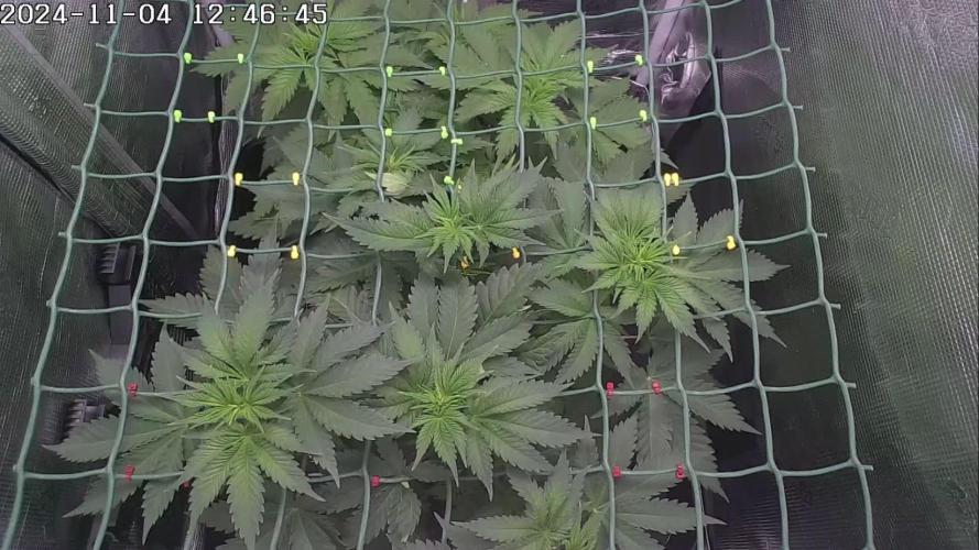 Lemon Cherry Gelato (GDG 22 #1)