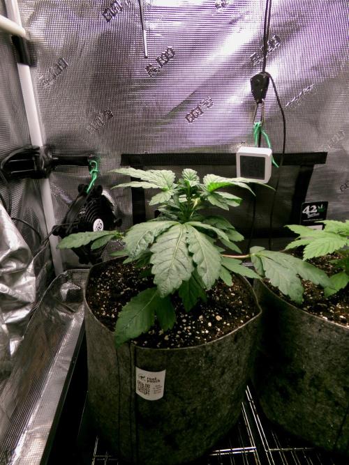 Biscotti Gelato (GDG 24 #1). Week 4 - Day 23