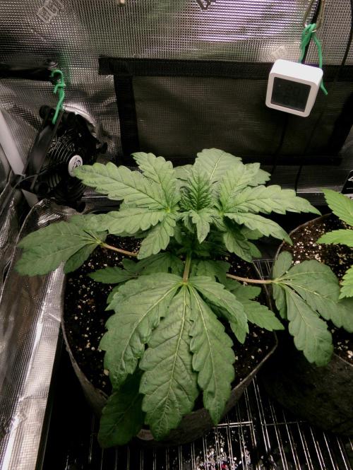 Biscotti Gelato (GDG 24 #1). Week 4