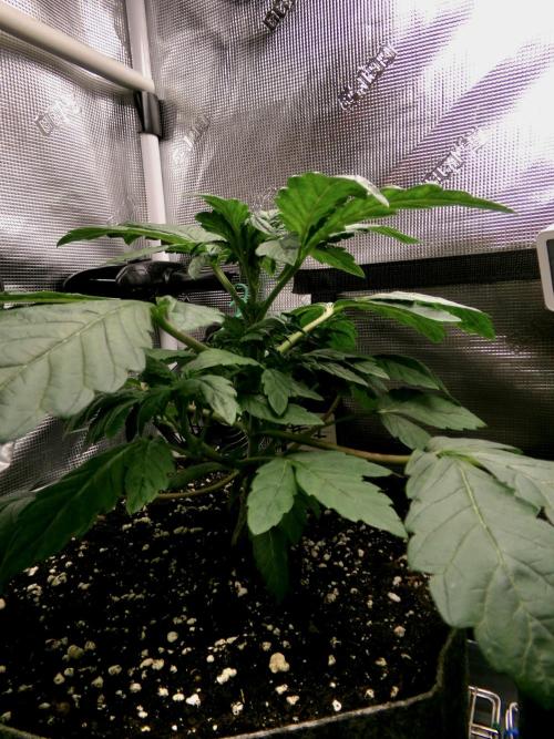 Biscotti Gelato (GDG 24 #1). Week 4