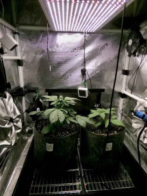 Biscotti Gelato (GDG 24 #1). Week 4