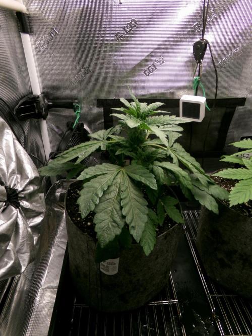 Biscotti Gelato (GDG 24 #1). Week 4 - Day 26