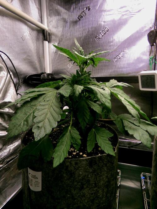 Biscotti Gelato (GDG 24 #1). Week 4