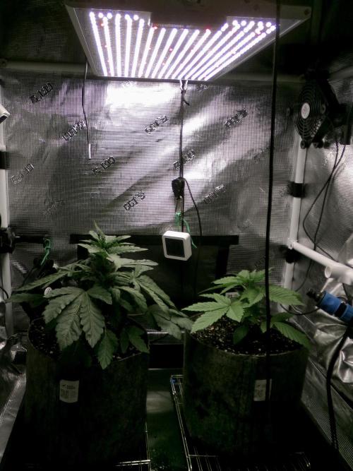 Biscotti Gelato (GDG 24 #1). Week 4