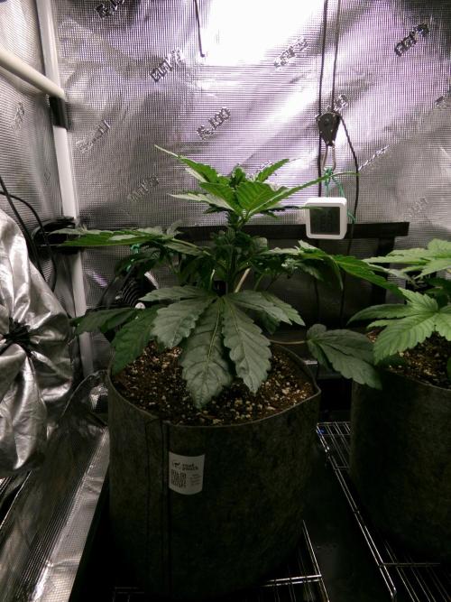 Biscotti Gelato (GDG 24 #1). Week 4 - Day 28